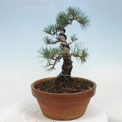 Outdoor bonsai - Pinus parviflora - Mała sosna - 2