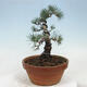 Outdoor bonsai - Pinus parviflora - Mała sosna - 2/4