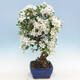 Outdoor bonsai - Malus halliana - Jabłoń drobnoowocowa - 2/5