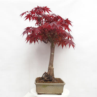Bonsai zewnętrzne - Acer palmatum Atropurpureum - Klon palmowy czerwony - 2