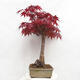 Bonsai zewnętrzne - Acer palmatum Atropurpureum - Klon palmowy czerwony - 2/7