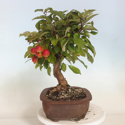 Bonsai ogrodowe - Malus halliana - Jabłoń drobnoowocowa - 2