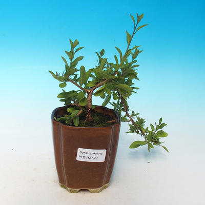 Pokój bonsai - Mustard-Solanum rantonnetii - 2