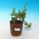Pokój bonsai - Mustard-Solanum rantonnetii - 2/2