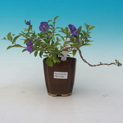 Pokój bonsai - Mustard-Solanum rantonnetii - 2