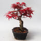 Outdoor bonsai - Klon palmatum DESHOJO - Klon japoński - 2/5