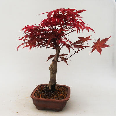 Outdoor bonsai - Klon palmatum DESHOJO - Klon japoński - 2