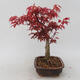 Outdoor bonsai - Klon palmatum DESHOJO - Klon japoński - 2/5