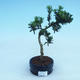Kryty bonsai - Podocarpus - Kamień tys - 2/2