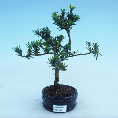 Kryty bonsai - Podocarpus - Kamień tys - 2