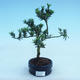Kryty bonsai - Podocarpus - Kamień tys - 2/2