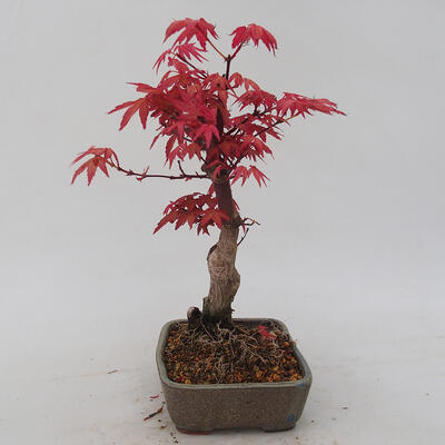 Outdoor bonsai - Klon palmatum DESHOJO - Klon japoński - 2