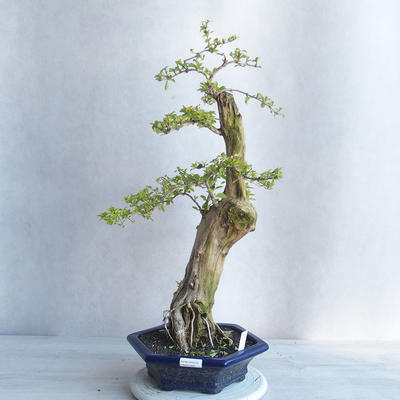Kryty bonsai - Duranta erecta aurea - 2