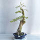Kryty bonsai - Duranta erecta aurea - 2/4