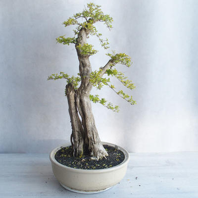Kryty bonsai - Duranta erecta aurea - 2