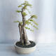 Kryty bonsai - Duranta erecta aurea - 2/5