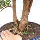Kryty bonsai -Phyllanthus Niruri- Smuteň - 2/2