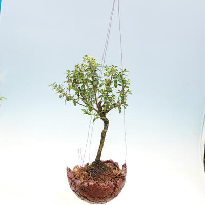 Kokedama w ceramice - Serissa foetida variegata - Drzewo Tysiąca Gwiazd - 2