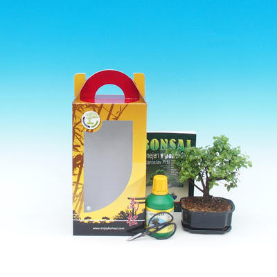 bonsai pokoju w pudełku, Carmona macrophylla - Tea Fuki - 2