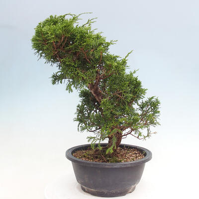 Outdoor bonsai - Juniperus chinensis Itoigawa - Jałowiec chiński - 2