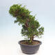 Outdoor bonsai - Juniperus chinensis Itoigawa - Jałowiec chiński - 2/4