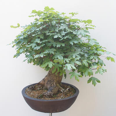 Acer campestre - Baby Maple - 2
