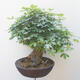 Acer campestre - Baby Maple - 2/5