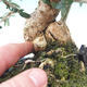 bonsai Room - Olea europaea sylvestris -Oliva Europejski drobnolistá - 2/5