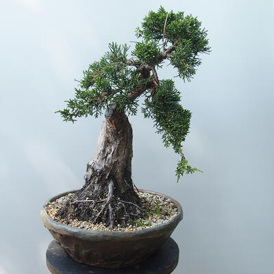 Bonsai outdoor - Juniperus chinensis - Jałowiec chiński Chinese - 2