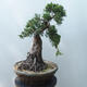 Bonsai outdoor - Juniperus chinensis - Jałowiec chiński Chinese - 2/5