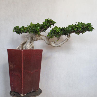Pokój bonsai - Ficus nitida - mały ficus - 2