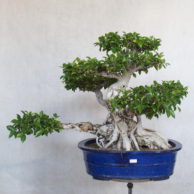 Pokój bonsai - kimono Ficus - mały ficus - 2