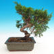 Outdoor bonsai - Juniperus chinensis Itoigava - chiński jałowiec - 2/3