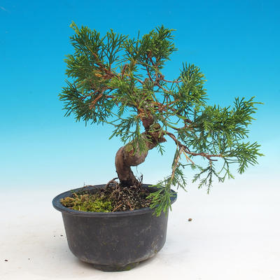 Outdoor bonsai - Juniperus chinensis Itoigava - chiński jałowiec - 2