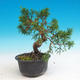 Outdoor bonsai - Juniperus chinensis Itoigava - chiński jałowiec - 2/3