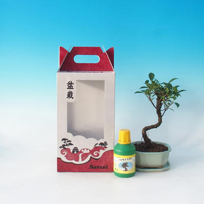 bonsai pokoju w pudełku, Ficus retusa - ficus malolistý - 2