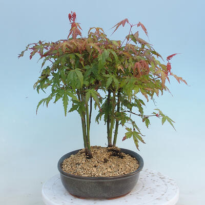 Acer palmatum - klon - gaj - 2