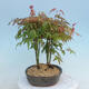 Acer palmatum - klon - gaj - 2/4