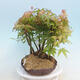 Acer palmatum - klon - gaj - 2/4
