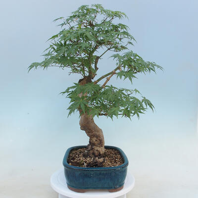 Acer palmatum - klon palmowy - 2
