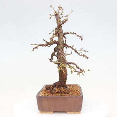 Bonsai zewnętrzne -Larix decidua - Modrzew liściasty - 2