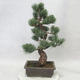 Outdoor bonsai - Pinus parviflora - Sosna drobnokwiatowa - 2/4