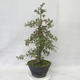 Outdoor bonsai - Hawthorn różowe kwiaty - Crataegus laevigata paul´s Scarlet - 2/7