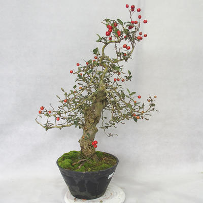 Outdoor bonsai - głogowe białe kwiaty - Crataegus laevigata - 2