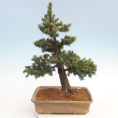 Outdoor bonsai - Taxus bacata - Cis czerwony - 2