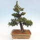 Outdoor bonsai - Taxus bacata - Cis czerwony - 2/5