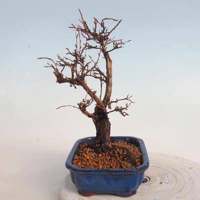 Outdoor bonsai-Cinquefoil - Potentila fruticosa żółty - 2