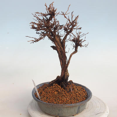 Outdoor bonsai-Cinquefoil - Potentila fruticosa żółty - 2