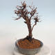 Outdoor bonsai-Cinquefoil - Potentila fruticosa żółty - 2/6