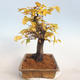Outdoor bonsai -Carpinus betulus - Grab - 2/5